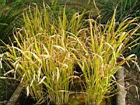 Riz, Oryza sativa (fam Graminees ou Poacees) (s-o de l'Asie) (1) (Photo F. Mrugala)